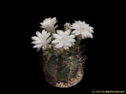 Gymnocalycium jossensianum 2486